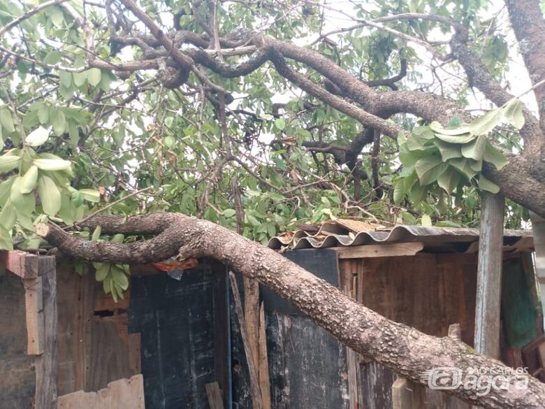 Mãe pede socorro: árvore cai em cima de barraco no Aracy - Crédito: Divulgação