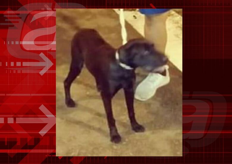 Cachorra Kiara desaparece na região do Itamaraty -