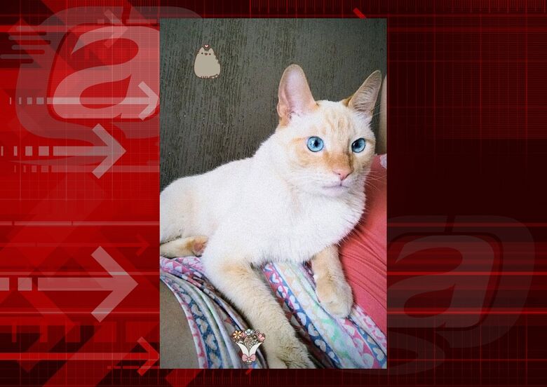Gatinho Tico desaparece na região do São Carlos 5 -