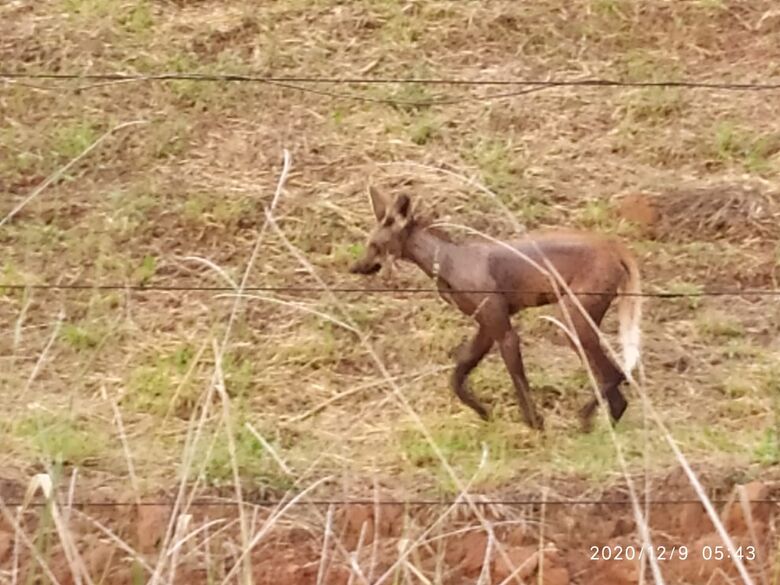 Instituições se unem para regaste de lobo-guará em São Carlos - Crédito: Divulgação