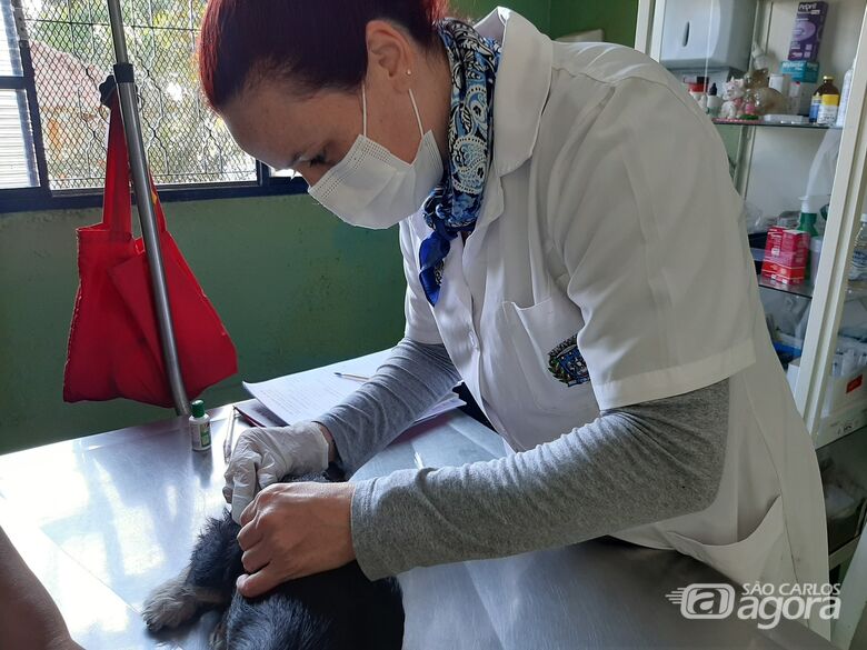Centro de Controle de Zoonoses de Ibaté faz vacinação antirrábica: vacina deve ser aplicada anualmente em cães e gatos - Crédito: Divulgação
