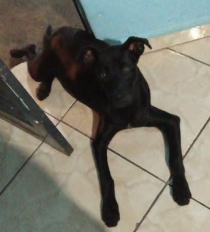 Homenagem da Funerais Pet ao cachorro Spike -