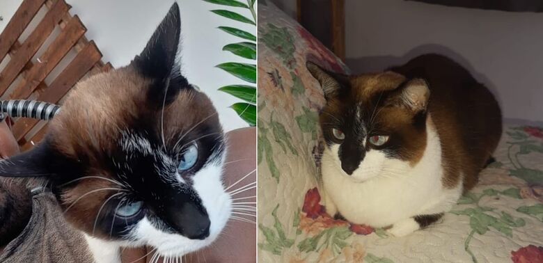 Gatinha Marrie desaparece na região do Santa Felícia -
