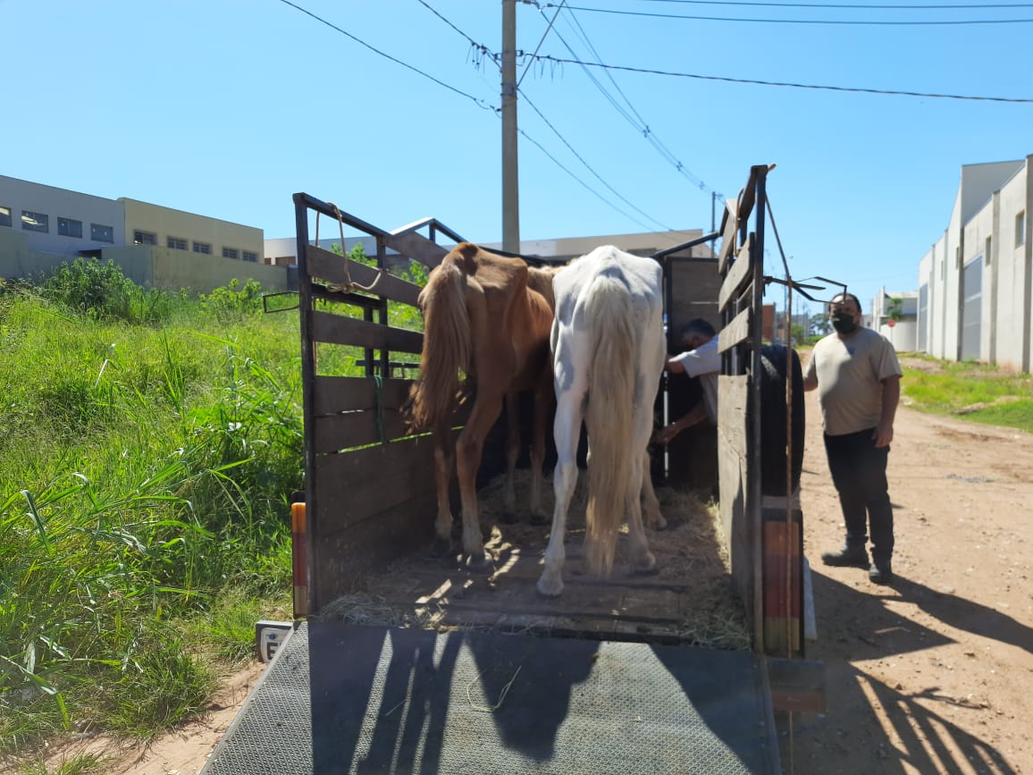 Cavalo é resgatado em situação de maus tratos, em Caraguatatuba