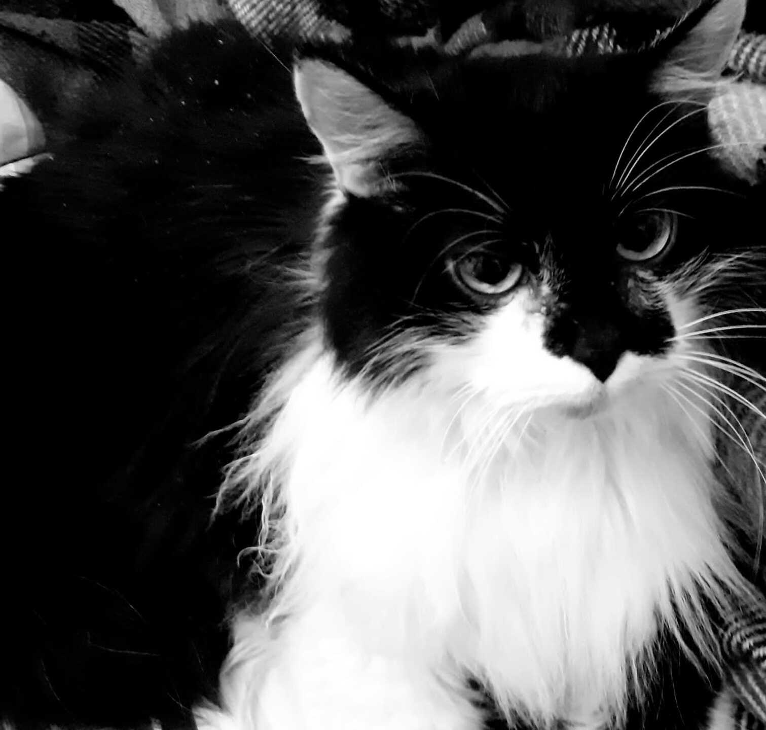 Homenagem Funerais Peto à gatinha Dininha - São Carlos Agora