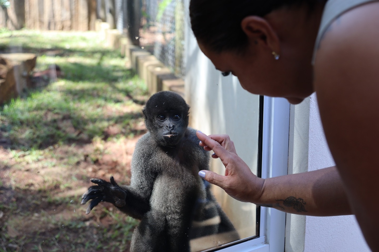 Macaco-aranha-de-cara-branca - Portal Amazônia