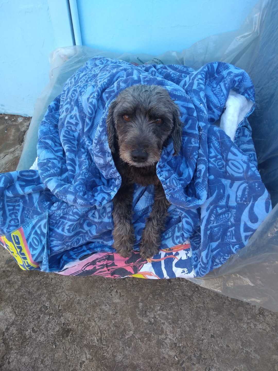 Homenagem da Funerais Pet à cachorrinha Suria - São Carlos Agora