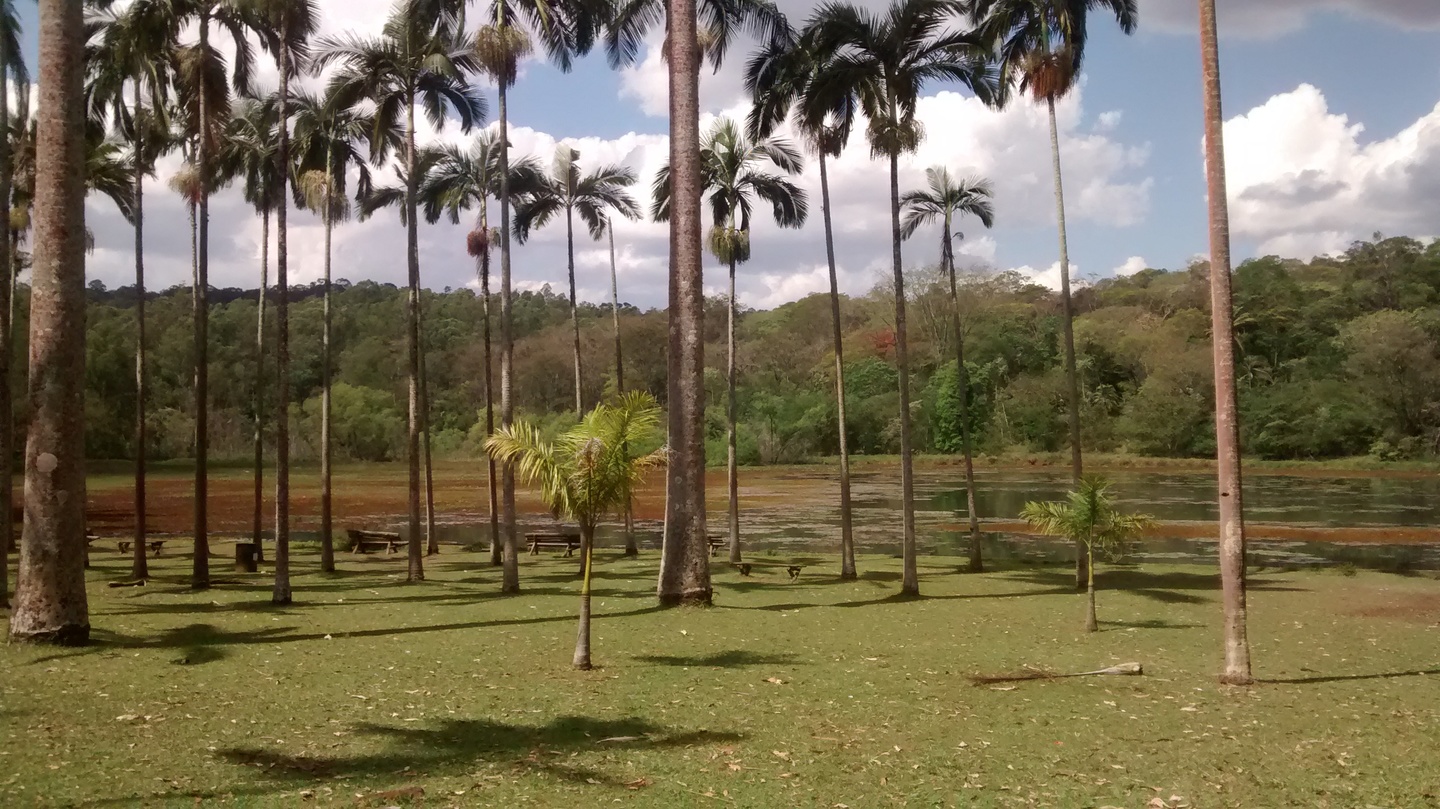 A floresta urbana de Rio Claro São Carlos Agora A floresta urbana de Rio Claro São Carlos Agora